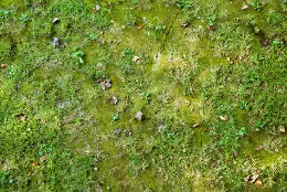 Why Does My Lawn Have Moss? - Fairway Green Inc.