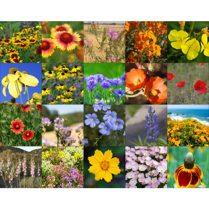 Great Basin Wildflower Mix