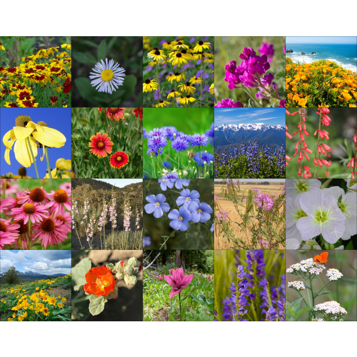 Wyoming Wildflower Mix | Wildflower Seeds