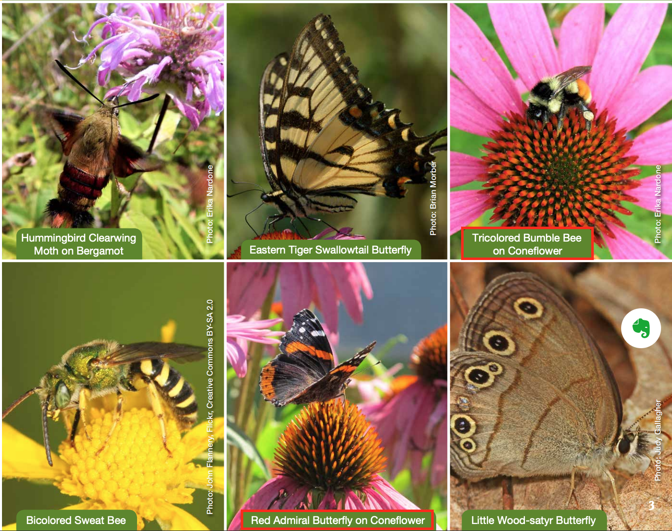 The Ultimate Pollinator Seed Guide Blog Nature's Seed