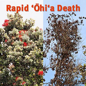ōhi'a tree death before and after
