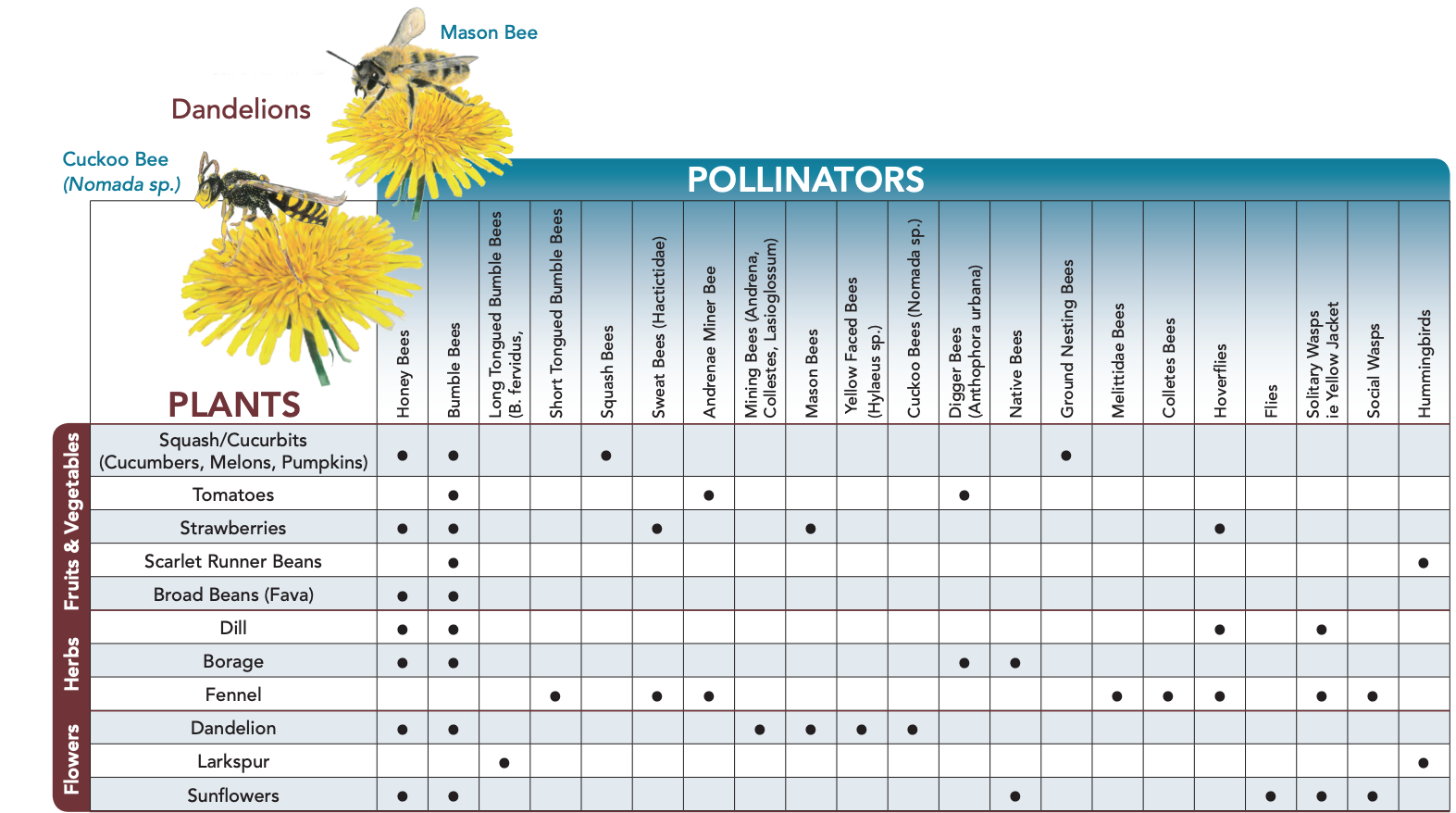The Ultimate Pollinator Seed Guide Blog Nature's Seed