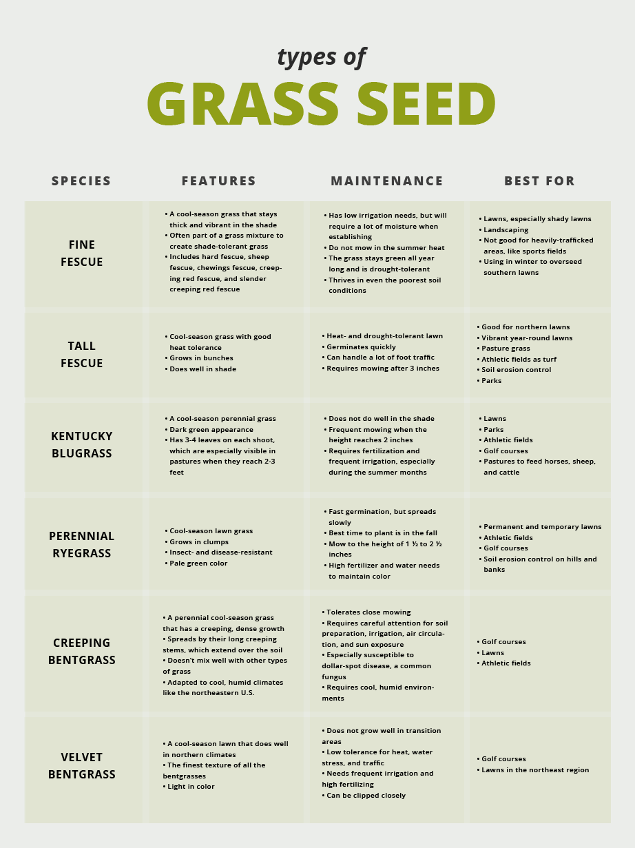 How To Choose The Right Grass Seed For A Thriving Lawn Natures Seed ...