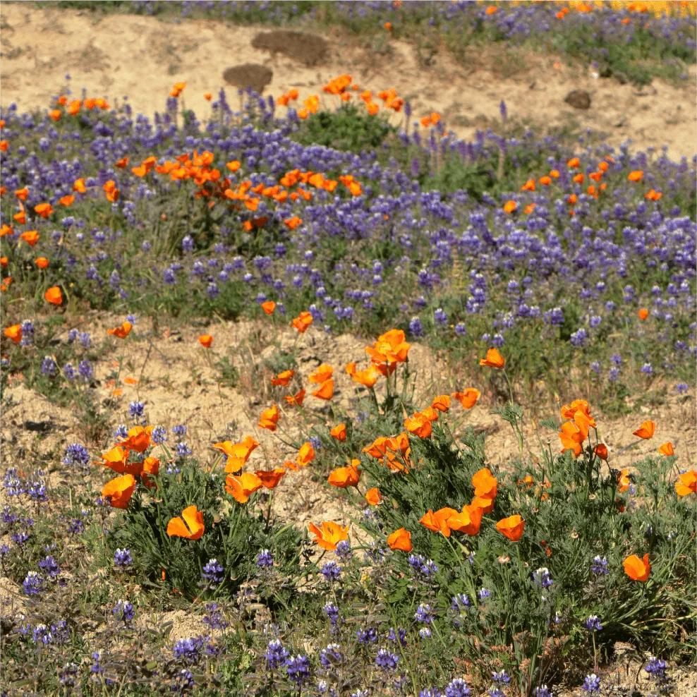 California Collection - California Native Plant Seeds