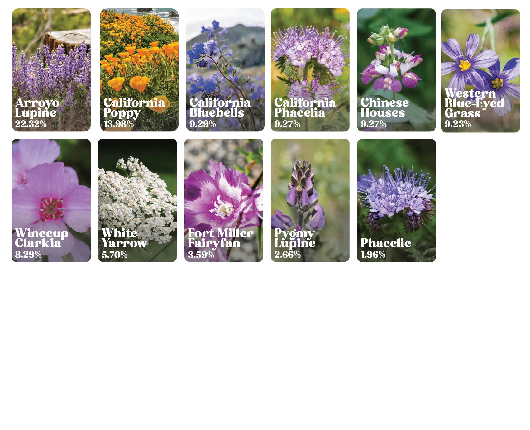 California Wildflower Seed Mix - Native California Wildflower Seed Blend