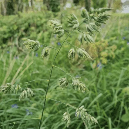 The Best Grass Seed For Michigan - Nature's Seed