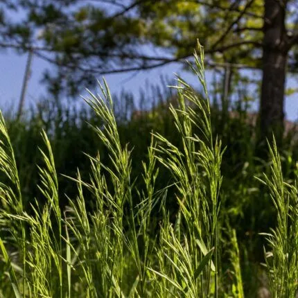 The Best Grass Seed For Virginia - Nature's Seed