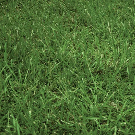 The Best Grass Seed For California - Nature's Seed