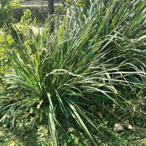 Florida Grass Seed Mix - Bahia-Bermuda Blend Seed For Florida Lawns