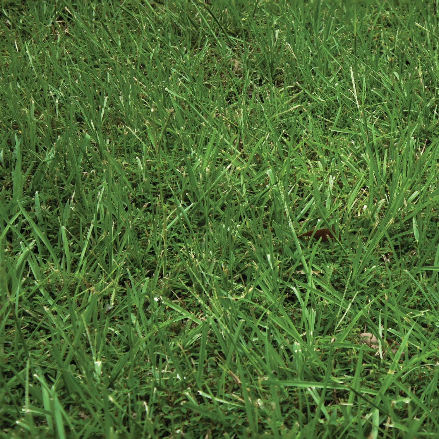 TWCA - Water-Wise Lawn - Nature's Seed