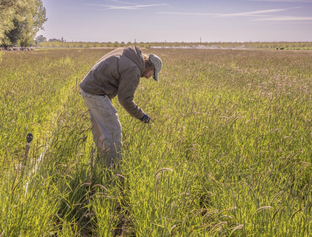 A person inspecting seed crops in a field
