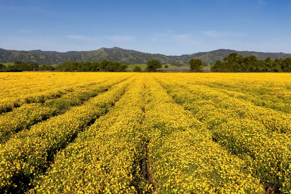 Farm-direct. Sustainably grown