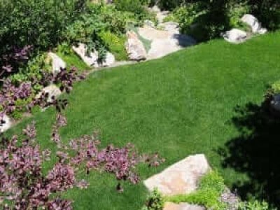 Kentucky Bluegrass Seed: Blue Ribbon Blend-0