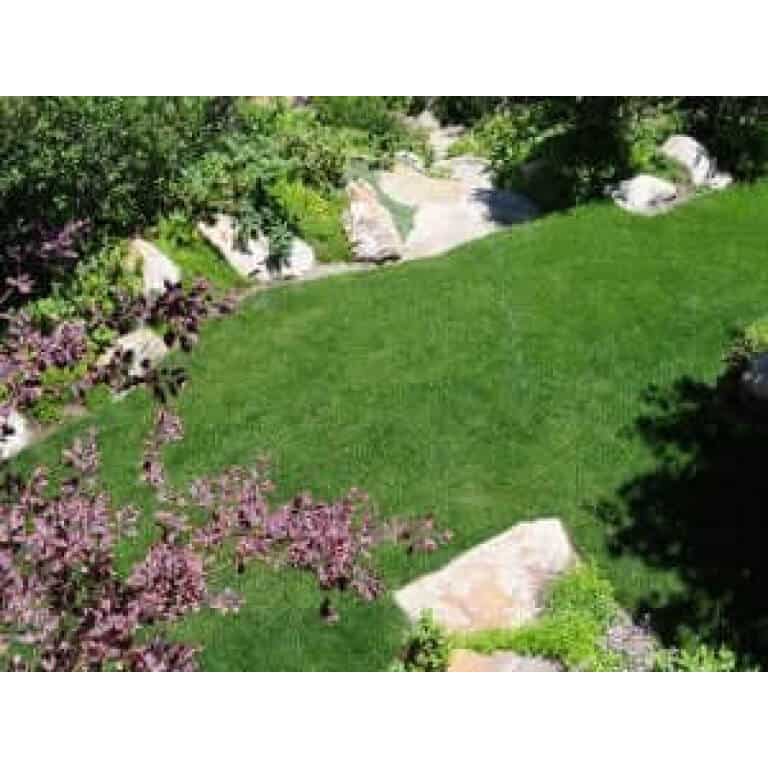 Kentucky Bluegrass Seed: Blue Ribbon Blend-0
