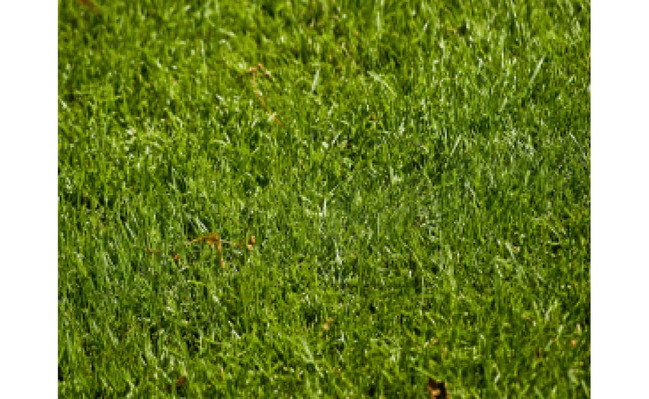 Perennial Ryegrass Seed Blend-0