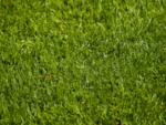Perennial Ryegrass Seed Blend-0