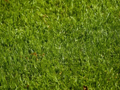 Perennial Ryegrass Seed Blend-0