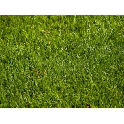 Perennial Ryegrass Seed Blend-0