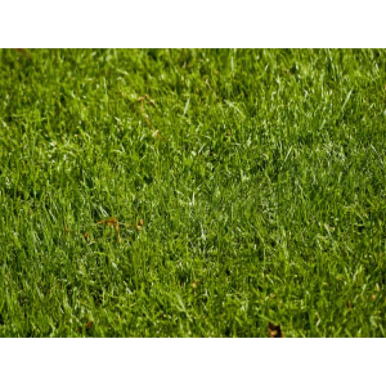 Perennial Ryegrass Seed Blend-0