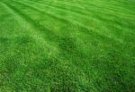 Perennial Ryegrass Seed Blend-4035