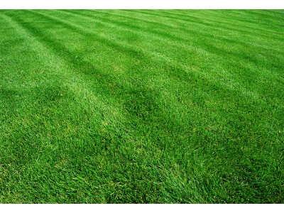 Perennial Ryegrass Seed Blend-4035