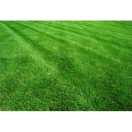 Perennial Ryegrass Seed Blend-4035