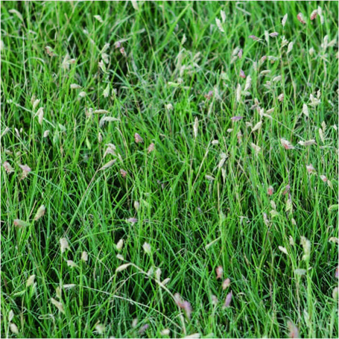 Buffalograss Seed Blend-5142