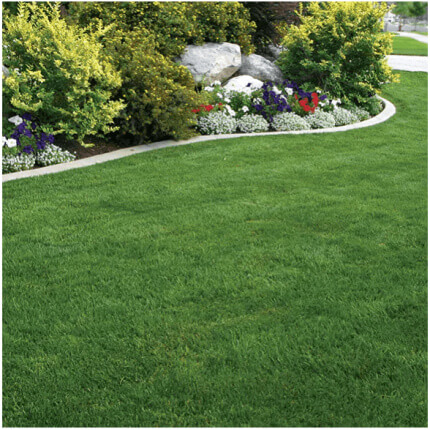 Kentucky Bluegrass Seed: Blue Ribbon Mix-5144