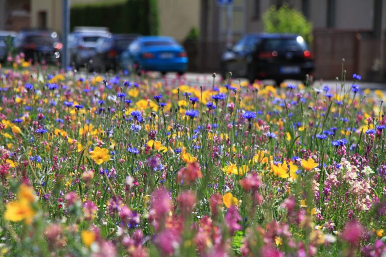 Flower meadow from annual wildflower seed mixture in a city, blooming orange, pink, purple and blue flowers, blurred cars in the background
