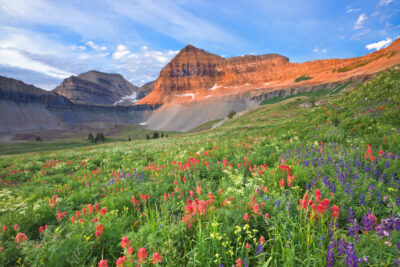 Wildflowers on Mount Timpanogos, Utah, USA