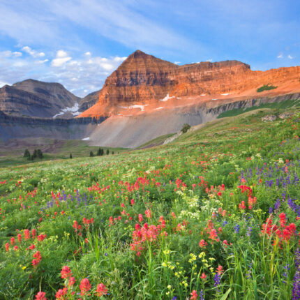 Wildflowers on Mount Timpanogos, Utah, USA