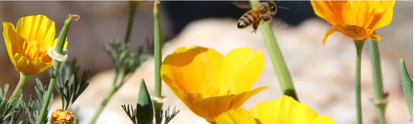 Turn Barren Dirt Into Desert Beauty