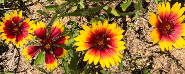 Make Harsh Desert Soil Look Lush