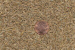 Perennial Ryegrass Seed Blend-48