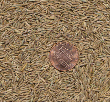 Perennial Ryegrass Seed Blend-48