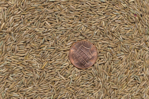 Perennial Ryegrass Seed Blend-48