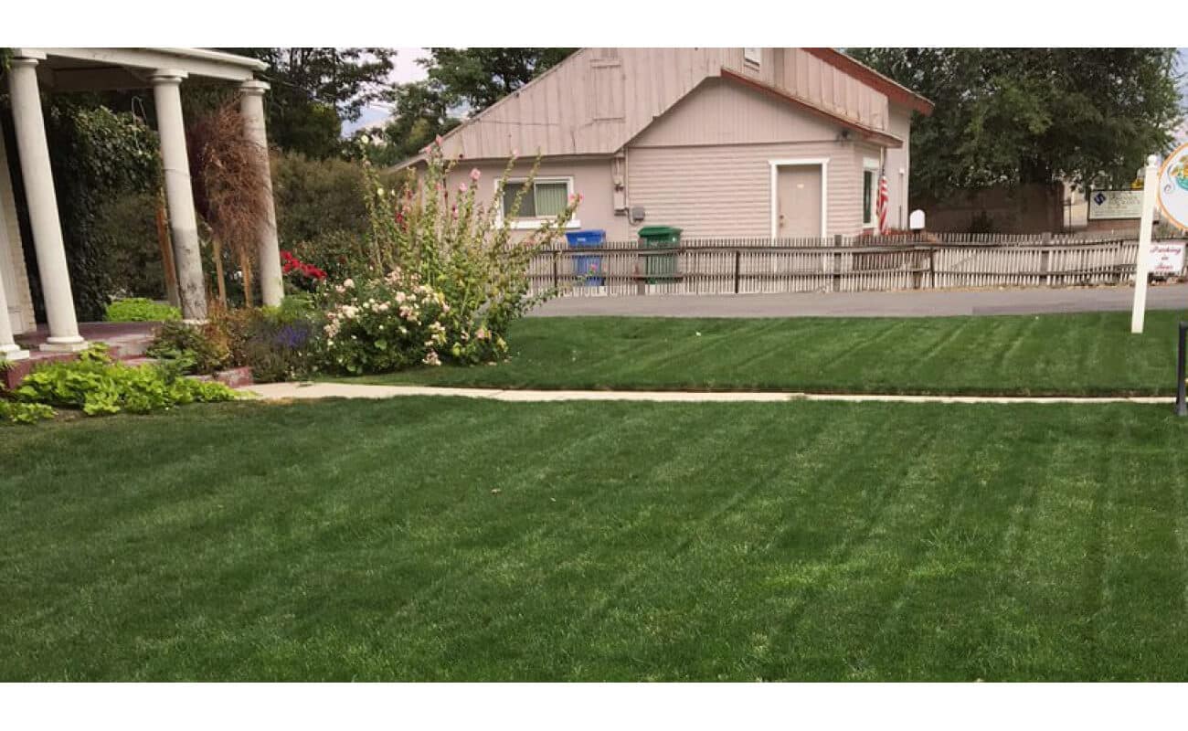 Kentucky Bluegrass Seed: Blue Ribbon Mix-1687