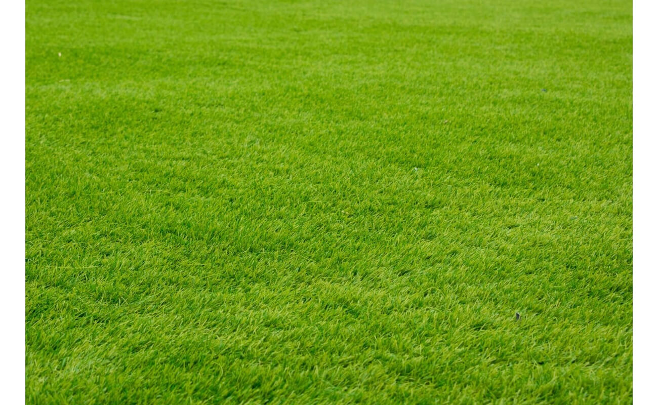 Bermuda grass