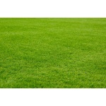 Bermuda grass