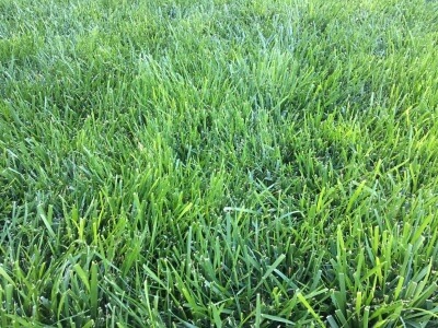 Triple-Play Turf Type Tall Fescue Seed Blend-1813