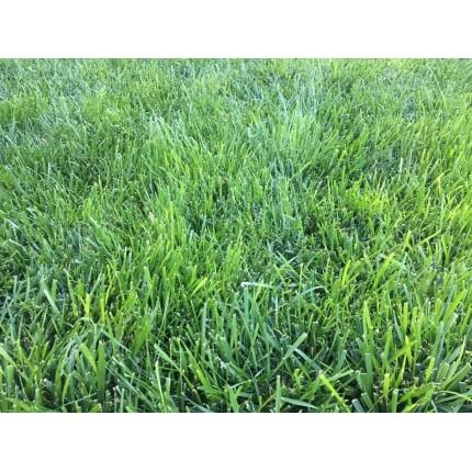 Triple-Play Turf Type Tall Fescue Seed Blend-1813