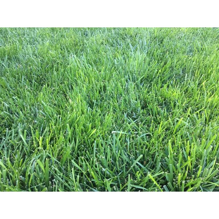 Triple-Play Turf Type Tall Fescue Seed Blend-1813