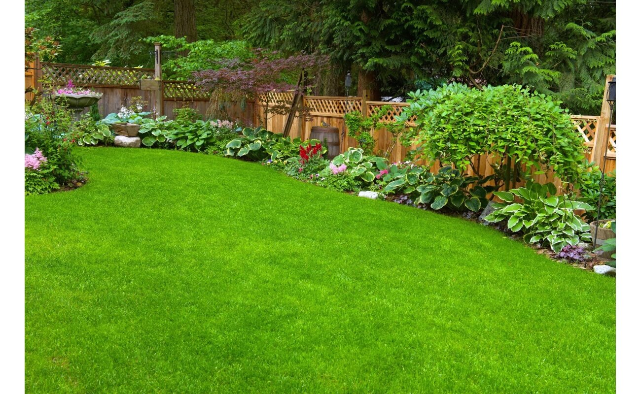 beautiful green grass in backyard