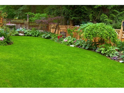 beautiful green grass in backyard
