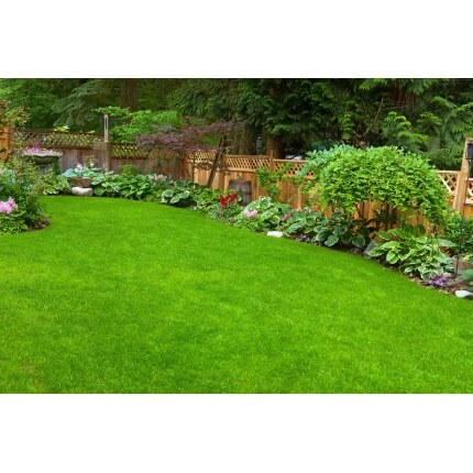 beautiful green grass in backyard