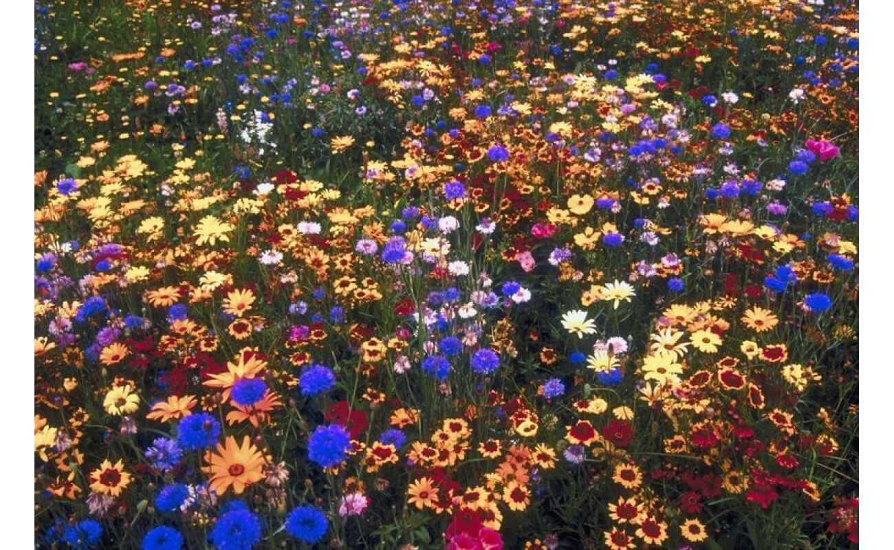 Field of wildflowers