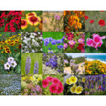 Annual Wildflower Mix-4001