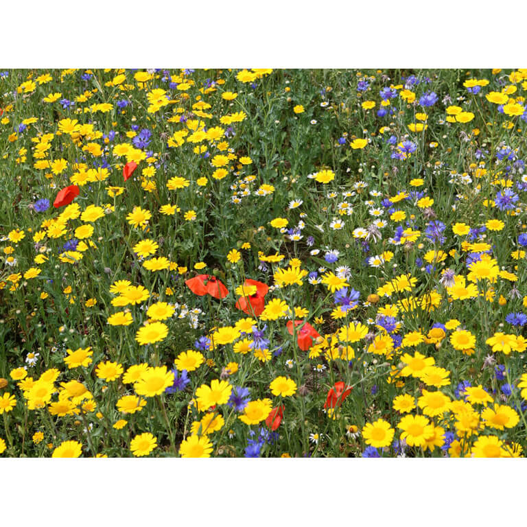 Great Basin Wildflower Mix-3989