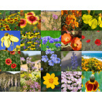 Great Basin Wildflower Mix-4004