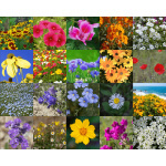 Low Growing Wildflower Mix-4005